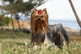 YORKSHIRE TERRIER 372